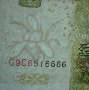 大葉蘭冠號 大葉蘭冠號