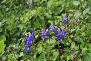 光梗鴨綠烏頭 光梗鴨綠烏頭