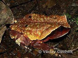 睫眉蟾蜍 睫眉蟾蜍