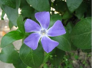 黑紫獐牙菜 黑紫獐牙菜