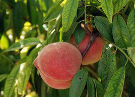 深州蜜桃 深州蜜桃