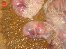 豬黃麴黴毒素中毒