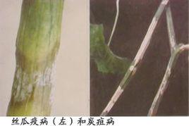 絲瓜炭疽病 絲瓜炭疽病