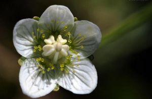 德欽梅花草 德欽梅花草