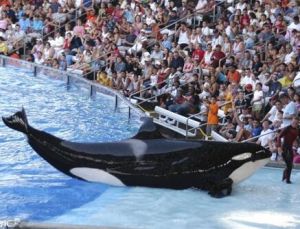 提里庫姆 提里庫姆