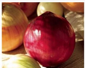 熊岳圓蔥 熊岳圓蔥