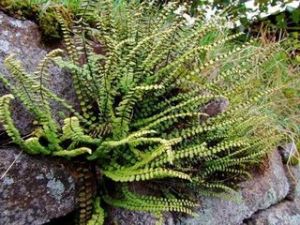 有翅鐵角蕨 有翅鐵角蕨