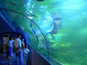 美女戲鯊群 美女戲鯊群