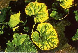 生理性病害 生理性病害