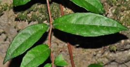 青棉花藤葉 青棉花藤葉