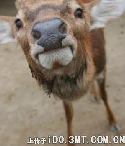 梅花鹿茸精針 梅花鹿茸精針