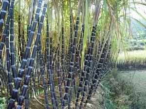 白沙糖[白沙糖]