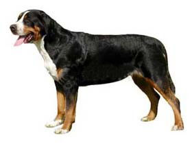 Bernese Mountain Dog