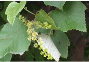 毛葡萄根皮 毛葡萄根皮