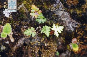 金粉背蕨 金粉背蕨