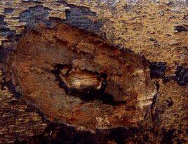 西非蘇木 西非蘇木