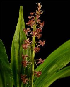 齒唇沼蘭 齒唇沼蘭