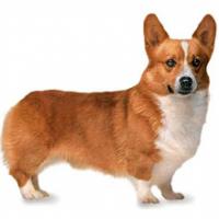 彭布羅克柯基犬