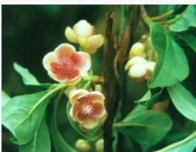 多蕊五味子亞屬