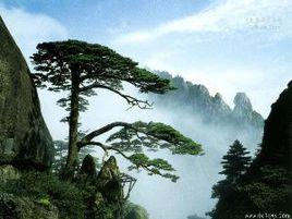 天馬流星 天馬流星