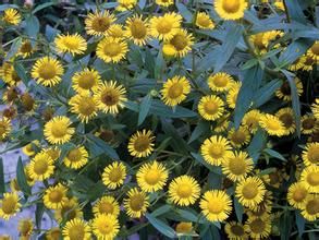 斑鳩菊狀旋覆花 斑鳩菊狀旋覆花