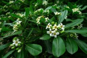 莢蒾葉海桐 莢蒾葉海桐