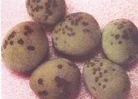 藥用植物梅瘡痂病