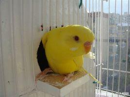 黃紅眼鸚鵡 黃紅眼鸚鵡