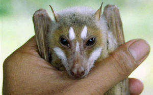 花面狐蝠 花面狐蝠