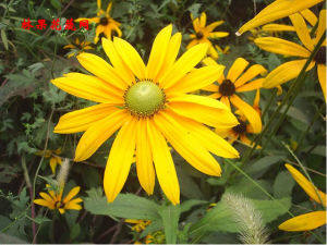 苦堆心菊素 苦堆心菊素