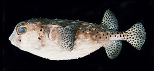 網紋短刺魨 網紋短刺魨