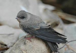 褐喉沙燕 褐喉沙燕