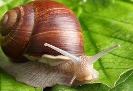 白玉蝸牛