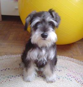 純種雪納瑞犬 純種雪納瑞犬