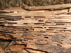 （圖）被木蟻破壞的木頭