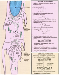 I 型膠原纖維的合成