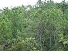 蓮花村[雲南省普洱市思茅鎮蓮花村]