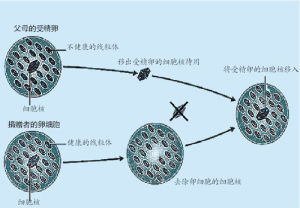 三親育子 三親育子