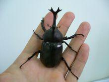 甲蟲大小比較