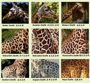 長頸鹿亞種體紋