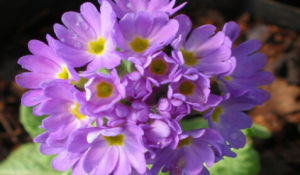 滇北球花報春 滇北球花報春