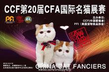 紅小胖參加比賽