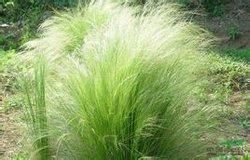 東方針茅 東方針茅