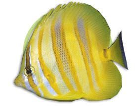 澳洲彩虹蝶 澳洲彩虹蝶