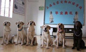上海愛家寵物培訓學校