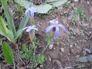 川西藍鐘花 川西藍鐘花