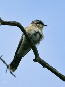 黑耳金鵑 黑耳金鵑