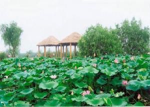 揚州射陽湖省級濕地公園 揚州射陽湖省級濕地公園