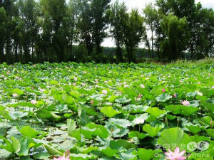 鐵嶺五角湖 鐵嶺五角湖