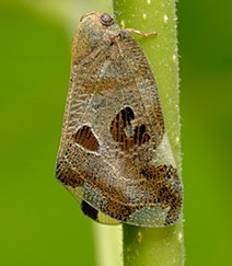 八點蠟蟬形態（圖1）